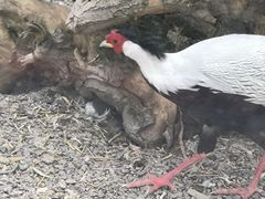 -青藏高原野生动物园