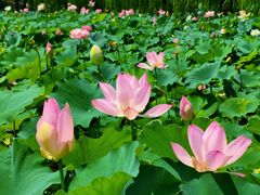 -莲花池公园