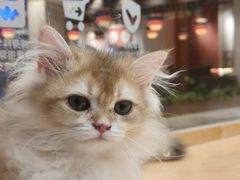 -帕帕拉兹宠物(亚洲旗舰店)