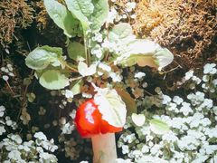 -野菌皇海景野生菌火锅(滨海大道店)