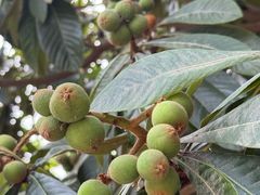 -洛阳周公庙博物馆