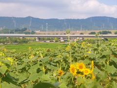 -光明小镇欢乐田园