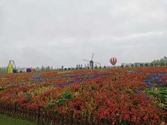 -荷兰花海