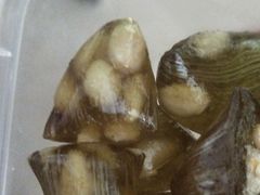 -采芝斋评弹茶馆(观前街店)
