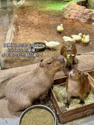 -Zoolung Zoolung动物主题公园(海信广场店)