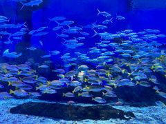 -海合安武汉极地海洋公园