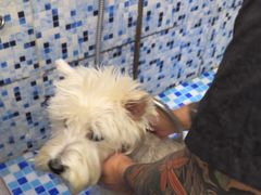 -FAELING PETS美天灵宠物(富力广场店)