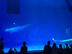 -芜湖新华联大白鲸海洋公园