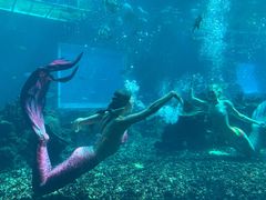 -海棠湾洲际-涛·海底餐厅·美人鱼·自助餐·海底隧道