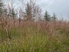 -三宽猪蹄(统一广场店)