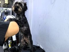 -PETKIT小佩宠物(古北店)