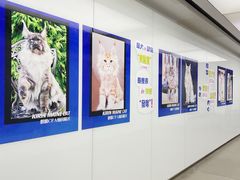 -十年猫舍·猫咪专门店(普陀店)