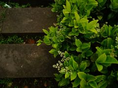 -大渡口区义渡公园