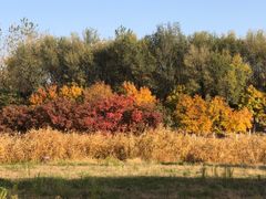 -大兴滨河森林公园