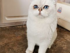 -喵屿·大理花园猫咖