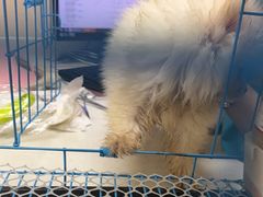 -安安宠医宠物医院·异宠·犬猫内科(岳阳分院)