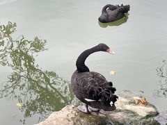 -西湖公园(鼓楼区)
