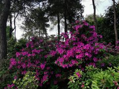 -南山植物园