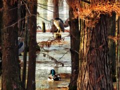 -白鹭湾湿地公园