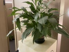 -耳湾躺式采耳SPA馆(保利五月花店)
