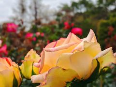 -人民公园(罗湖区)