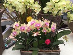 -金科花卉市场