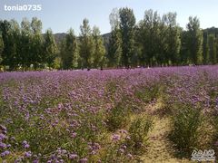 -紫海香堤香草艺术庄园