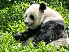 -卧龙中华大熊猫苑神树坪基地