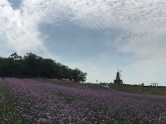 -大塘金香草谷