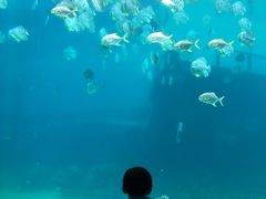 -瑞德姆美人鱼海底演艺主题餐厅(亚龙湾店)