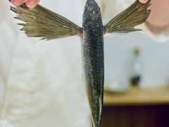 -镹·鱼料理  国产鱼使用店