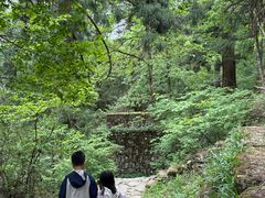 -天目山大树王景区