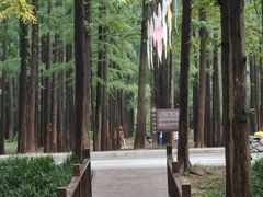 -日照海滨国家森林公园