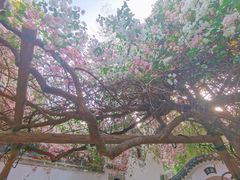 -深圳国际园林花卉博览园