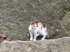 -崂山巨峰游览区