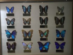 -上海昆虫博物馆