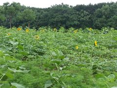 向日葵地-上海怡沁园度假酒店