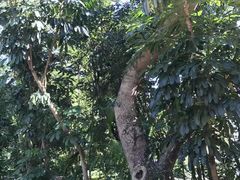 -九龙公园