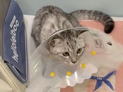 -纳吉亚猫专科动物医院·北北分院