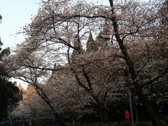 -武汉大学-樱园