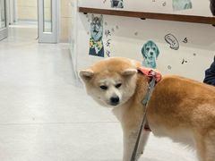 -谐和益家动物医院·免疫绝育·血液透析·宠保定点医院(高新伊藤分院)
