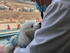 -康旭宠物医院(郑州总院)