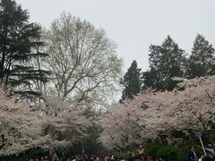 -武汉大学-樱园