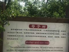 -千年枣林游览区
