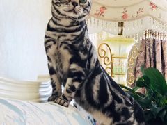 -猫大福·Fortune Cat猫舍(百子湾店)