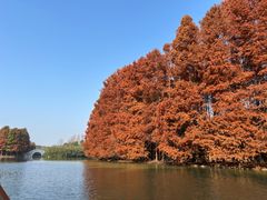 -上海海湾国家森林公园