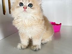 -东方名猫馆·英短金渐层布偶猫舍(环线广场1号楼店)