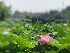 -前关湿地公园