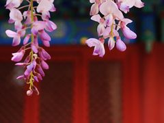 -北京国子监胡同