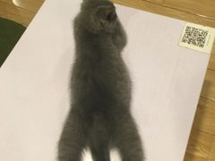 -Cappucimeow猫咪咖啡馆(韦伯时代店)